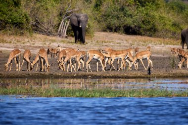 Impalas, Chobe Nehri boyunca huzur içinde otluyor, sabah ışığında banyo yapıyor. Vahşi doğanın kalbinde sessiz bir an.
