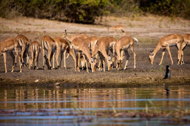 Impalas, Chobe Nehri boyunca huzur içinde otluyor, sabah ışığında banyo yapıyor. Vahşi doğanın kalbinde sessiz bir an.