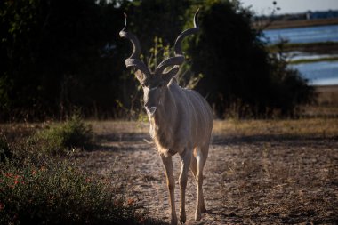 Görkemli bir erkek kudu, Chobe 'un altın ışığının içinden geçiyor, sarmal boynuzları ve çarpıcı çizgileri, Afrika devinin zarafetini simgeliyor.