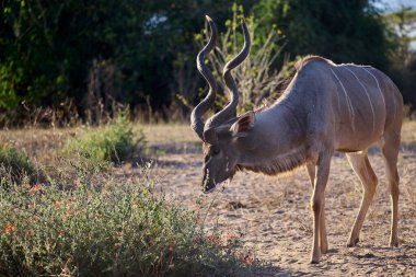 Görkemli bir erkek kudu, Chobe 'un altın ışığının içinden geçiyor, sarmal boynuzları ve çarpıcı çizgileri, Afrika devinin zarafetini simgeliyor.