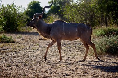 Görkemli bir erkek kudu, Chobe 'un altın ışığının içinden geçiyor, sarmal boynuzları ve çarpıcı çizgileri, Afrika devinin zarafetini simgeliyor.