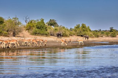 Impalas, Chobe Nehri boyunca huzur içinde otluyor, sabah ışığında banyo yapıyor. Vahşi doğanın kalbinde sessiz bir an.