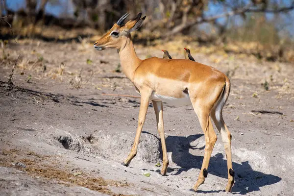 Impalas, Chobe Nehri boyunca huzur içinde otluyor, sabah ışığında banyo yapıyor. Vahşi doğanın kalbinde sessiz bir an.