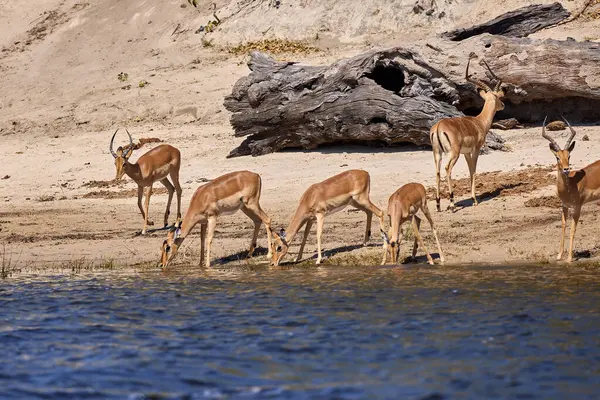 Impalas, Chobe Nehri boyunca huzur içinde otluyor, sabah ışığında banyo yapıyor. Vahşi doğanın kalbinde sessiz bir an.