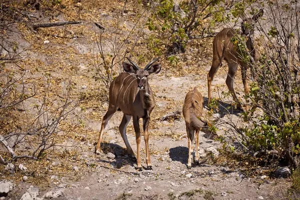 Impalas, Chobe Nehri boyunca huzur içinde otluyor, sabah ışığında banyo yapıyor. Vahşi doğanın kalbinde sessiz bir an.