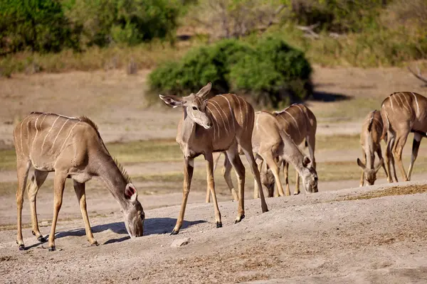 Impalas, Chobe Nehri boyunca huzur içinde otluyor, sabah ışığında banyo yapıyor. Vahşi doğanın kalbinde sessiz bir an.