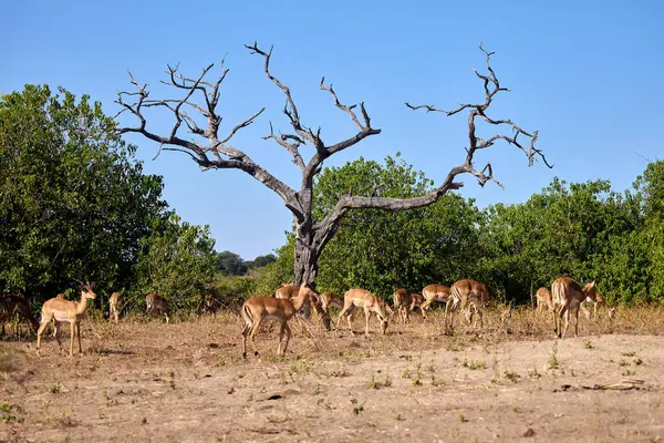 Impalas, Chobe Nehri boyunca huzur içinde otluyor, sabah ışığında banyo yapıyor. Vahşi doğanın kalbinde sessiz bir an.