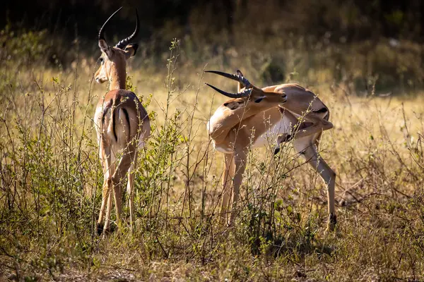 Impalas, Chobe Nehri boyunca huzur içinde otluyor, sabah ışığında banyo yapıyor. Vahşi doğanın kalbinde sessiz bir an.