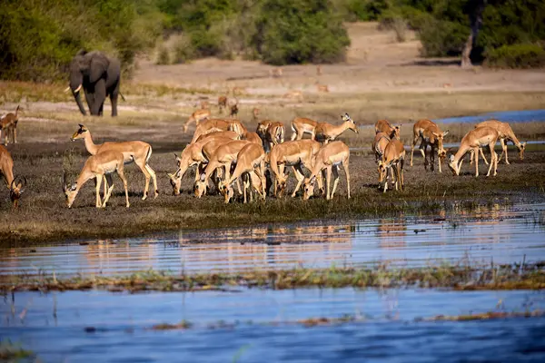Impalas, Chobe Nehri boyunca huzur içinde otluyor, sabah ışığında banyo yapıyor. Vahşi doğanın kalbinde sessiz bir an.