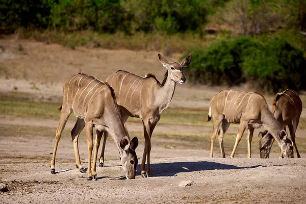Görkemli bir erkek kudu, Chobe 'un altın ışığının içinden geçiyor, sarmal boynuzları ve çarpıcı çizgileri, Afrika devinin zarafetini simgeliyor.