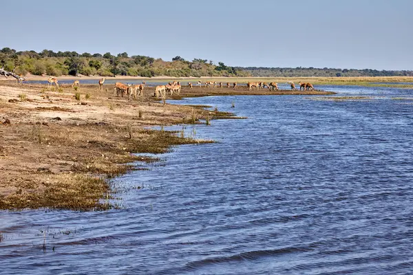 Impalas, Chobe Nehri boyunca huzur içinde otluyor, sabah ışığında banyo yapıyor. Vahşi doğanın kalbinde sessiz bir an.