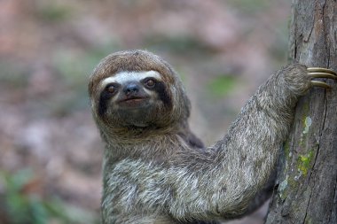 Bir tembel hayvan ayısı, Peru Amazon 'unun kalbinde nadir görülen bir yaşam belirtisi olan Pacaya Samiria' nın yoğun yağmur ormanlarında ilerler. Loreto Peru.