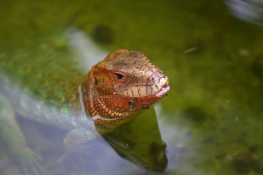 Canlı bir sürüngen, Peru Amazon 'unun merkezindeki Pacaya Samiria Ulusal Rezervi' nin durgun sularında sessizce süzülür. Loreto Peru