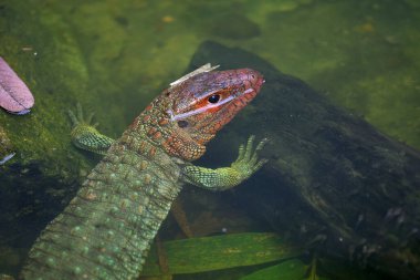 Canlı bir sürüngen, Peru Amazon 'unun merkezindeki Pacaya Samiria Ulusal Rezervi' nin durgun sularında sessizce süzülür. Loreto Peru