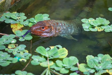 Canlı bir sürüngen, Peru Amazon 'unun merkezindeki Pacaya Samiria Ulusal Rezervi' nin durgun sularında sessizce süzülür. Loreto Peru