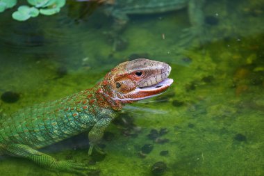 Canlı bir sürüngen, Peru Amazon 'unun merkezindeki Pacaya Samiria Ulusal Rezervi' nin durgun sularında sessizce süzülür. Loreto Peru
