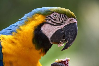 Çarpıcı mavi ve sarı makav sıcak gökyüzünün altında canlı renklerini gösteriyor. Her tüy Amazon güzelliği ve vahşi ruhunun hikayesini anlatır. Manu Ulusal Parkı-Peru