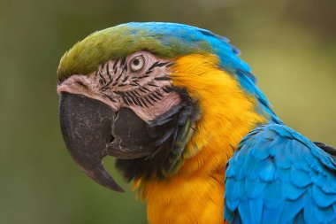 Çarpıcı mavi ve sarı makav sıcak gökyüzünün altında canlı renklerini gösteriyor. Her tüy Amazon güzelliği ve vahşi ruhunun hikayesini anlatır. Manu Ulusal Parkı-Peru