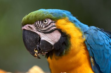 Çarpıcı mavi ve sarı makav sıcak gökyüzünün altında canlı renklerini gösteriyor. Her tüy Amazon güzelliği ve vahşi ruhunun hikayesini anlatır. Manu Ulusal Parkı-Peru