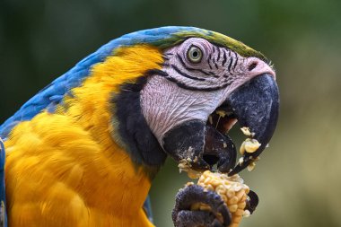 Çarpıcı mavi ve sarı makav sıcak gökyüzünün altında canlı renklerini gösteriyor. Her tüy Amazon güzelliği ve vahşi ruhunun hikayesini anlatır. Manu Ulusal Parkı-Peru
