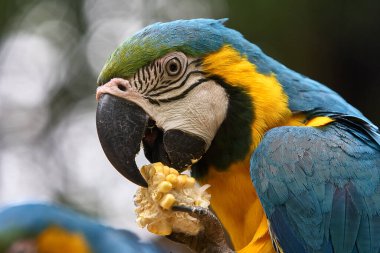 Çarpıcı mavi ve sarı makav sıcak gökyüzünün altında canlı renklerini gösteriyor. Her tüy Amazon güzelliği ve vahşi ruhunun hikayesini anlatır. Manu Ulusal Parkı-Peru