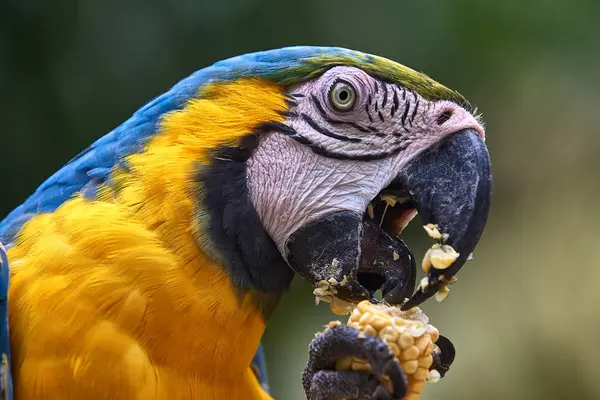 Çarpıcı mavi ve sarı makav sıcak gökyüzünün altında canlı renklerini gösteriyor. Her tüy Amazon güzelliği ve vahşi ruhunun hikayesini anlatır. Manu Ulusal Parkı-Peru