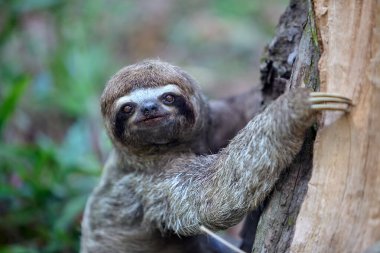 Bir tembel hayvan ayısı, Peru Amazon 'unun kalbinde nadir görülen bir yaşam belirtisi olan Pacaya Samiria' nın yoğun yağmur ormanlarında ilerler. Loreto Peru.