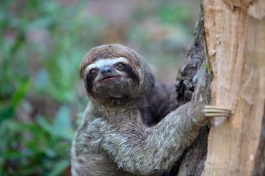 Bir tembel hayvan ayısı, Peru Amazon 'unun kalbinde nadir görülen bir yaşam belirtisi olan Pacaya Samiria' nın yoğun yağmur ormanlarında ilerler. Loreto Peru.