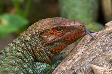 Yakalanması zor Dracaena kertenkelesi, Amazon dünyasına mükemmel uyum sağladı. Yarı sürüngen, yarı nehir ruhu. Pacaya Samiria Peru.
