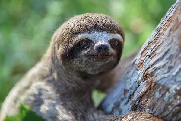 Bir tembel hayvan ayısı, Peru Amazon 'unun kalbinde nadir görülen bir yaşam belirtisi olan Pacaya Samiria' nın yoğun yağmur ormanlarında ilerler. Loreto Peru.