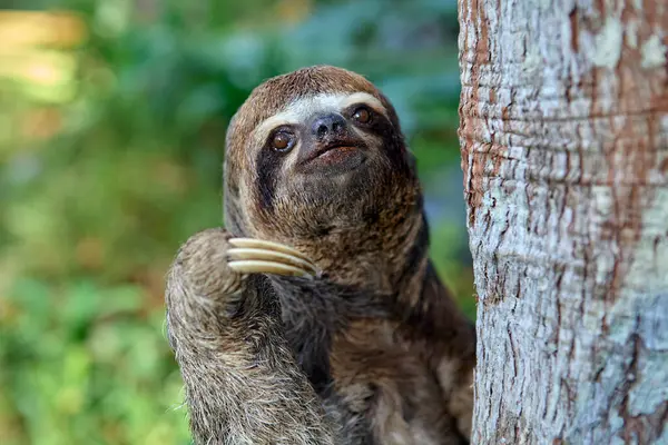 Bir tembel hayvan ayısı, Peru Amazon 'unun kalbinde nadir görülen bir yaşam belirtisi olan Pacaya Samiria' nın yoğun yağmur ormanlarında ilerler. Loreto Peru.