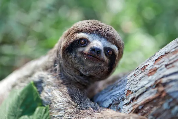 Bir tembel hayvan ayısı, Peru Amazon 'unun kalbinde nadir görülen bir yaşam belirtisi olan Pacaya Samiria' nın yoğun yağmur ormanlarında ilerler. Loreto Peru.