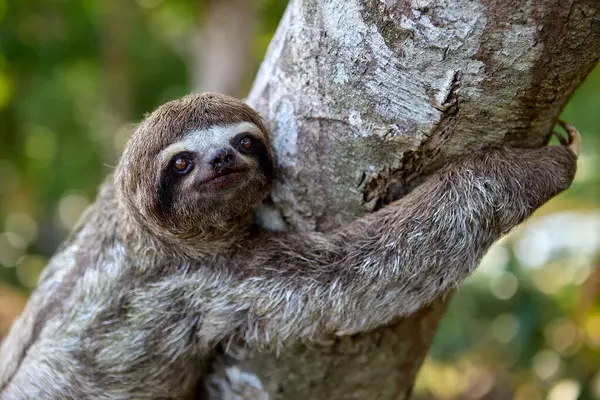 Bir tembel hayvan ayısı, Peru Amazon 'unun kalbinde nadir görülen bir yaşam belirtisi olan Pacaya Samiria' nın yoğun yağmur ormanlarında ilerler. Loreto Peru.