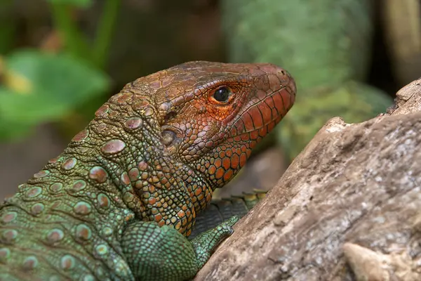 Yakalanması zor Dracaena kertenkelesi, Amazon dünyasına mükemmel uyum sağladı. Yarı sürüngen, yarı nehir ruhu. Pacaya Samiria Peru.