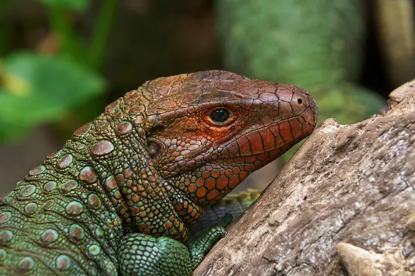 Yakalanması zor Dracaena kertenkelesi, Amazon dünyasına mükemmel uyum sağladı. Yarı sürüngen, yarı nehir ruhu. Pacaya Samiria Peru.