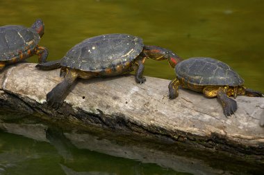 Kırmızı Kulaklı Kaypak (Trachemys Scrita elegans), her iki gözünün arkasında kırmızı çizgilerle bilinen tatlı su kaplumbağası. Yetenekli bir yüzücü ve güneşlenme uzmanı..