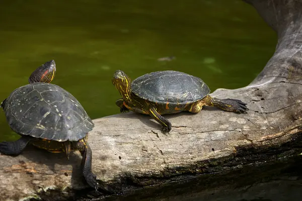 Kırmızı Kulaklı Kaypak (Trachemys Scrita elegans), her iki gözünün arkasında kırmızı çizgilerle bilinen tatlı su kaplumbağası. Yetenekli bir yüzücü ve güneşlenme uzmanı..