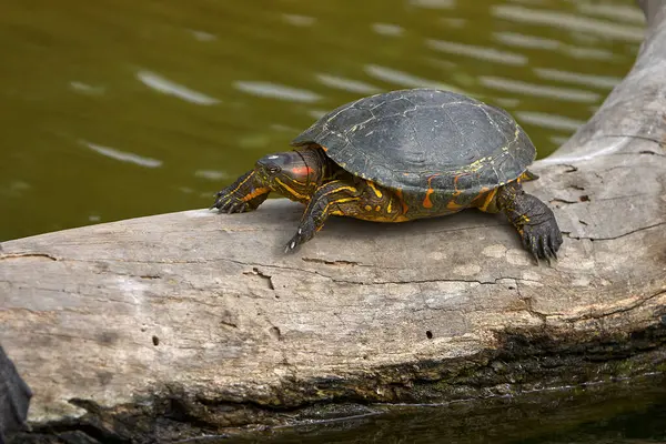 Kırmızı Kulaklı Kaypak (Trachemys Scrita elegans), her iki gözünün arkasında kırmızı çizgilerle bilinen tatlı su kaplumbağası. Yetenekli bir yüzücü ve güneşlenme uzmanı..