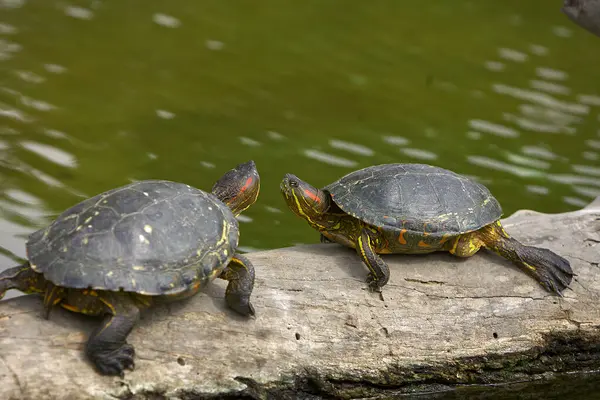 Kırmızı Kulaklı Kaypak (Trachemys Scrita elegans), her iki gözünün arkasında kırmızı çizgilerle bilinen tatlı su kaplumbağası. Yetenekli bir yüzücü ve güneşlenme uzmanı..