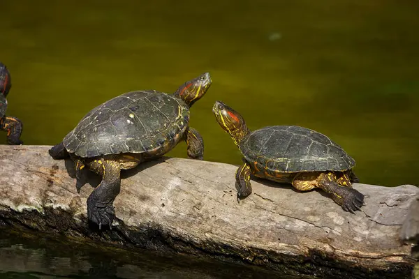 Kırmızı Kulaklı Kaypak (Trachemys Scrita elegans), her iki gözünün arkasında kırmızı çizgilerle bilinen tatlı su kaplumbağası. Yetenekli bir yüzücü ve güneşlenme uzmanı..
