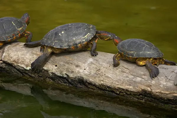 Kırmızı Kulaklı Kaypak (Trachemys Scrita elegans), her iki gözünün arkasında kırmızı çizgilerle bilinen tatlı su kaplumbağası. Yetenekli bir yüzücü ve güneşlenme uzmanı..