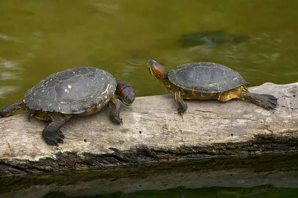 Kırmızı Kulaklı Kaypak (Trachemys Scrita elegans), her iki gözünün arkasında kırmızı çizgilerle bilinen tatlı su kaplumbağası. Yetenekli bir yüzücü ve güneşlenme uzmanı..
