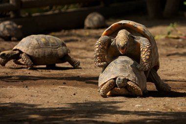Pacaya Samiria Ulusal Rezervi 'nde, motelo kaplumbağaları bu zengin ve korunmuş Amazon ekosisteminde türlerinin devamını destekleyen hassas bir çiftleşme ritüeline girişir.