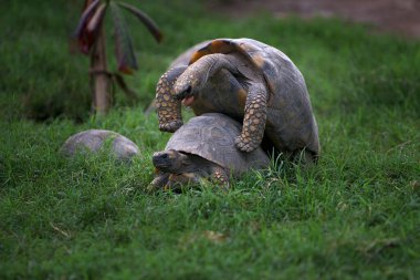 Pacaya Samiria Ulusal Rezervi 'nde, motelo kaplumbağaları bu zengin ve korunmuş Amazon ekosisteminde türlerinin devamını destekleyen hassas bir çiftleşme ritüeline girişir.
