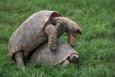 Pacaya Samiria Ulusal Rezervi 'nde, motelo kaplumbağaları bu zengin ve korunmuş Amazon ekosisteminde türlerinin devamını destekleyen hassas bir çiftleşme ritüeline girişir.