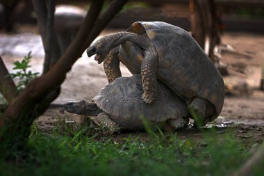 Pacaya Samiria Ulusal Rezervi 'nde, motelo kaplumbağaları bu zengin ve korunmuş Amazon ekosisteminde türlerinin devamını destekleyen hassas bir çiftleşme ritüeline girişir.