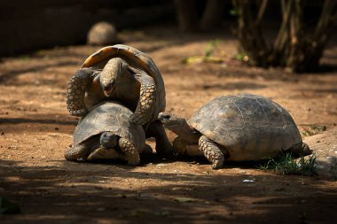 Pacaya Samiria Ulusal Rezervi 'nde, motelo kaplumbağaları bu zengin ve korunmuş Amazon ekosisteminde türlerinin devamını destekleyen hassas bir çiftleşme ritüeline girişir.