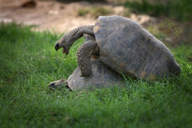 Pacaya Samiria Ulusal Rezervi 'nde, motelo kaplumbağaları bu zengin ve korunmuş Amazon ekosisteminde türlerinin devamını destekleyen hassas bir çiftleşme ritüeline girişir.