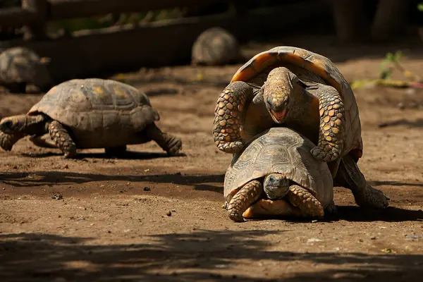 Pacaya Samiria Ulusal Rezervi 'nde, motelo kaplumbağaları bu zengin ve korunmuş Amazon ekosisteminde türlerinin devamını destekleyen hassas bir çiftleşme ritüeline girişir.