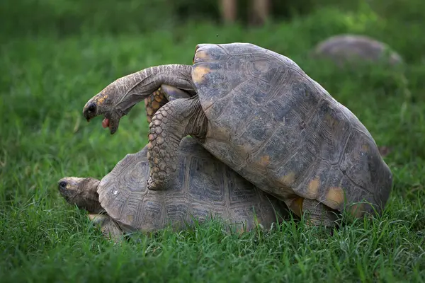 Pacaya Samiria Ulusal Rezervi 'nde, motelo kaplumbağaları bu zengin ve korunmuş Amazon ekosisteminde türlerinin devamını destekleyen hassas bir çiftleşme ritüeline girişir.